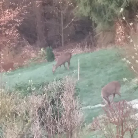Appartamento Perlenbachtal Monschau Esterno foto